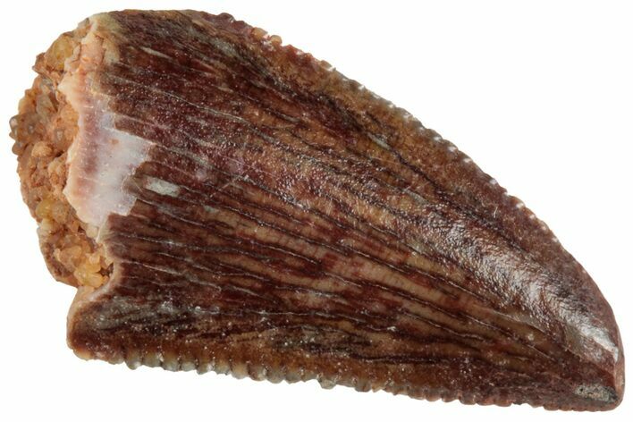 Serrated, Raptor Tooth - Real Dinosaur Tooth #228759